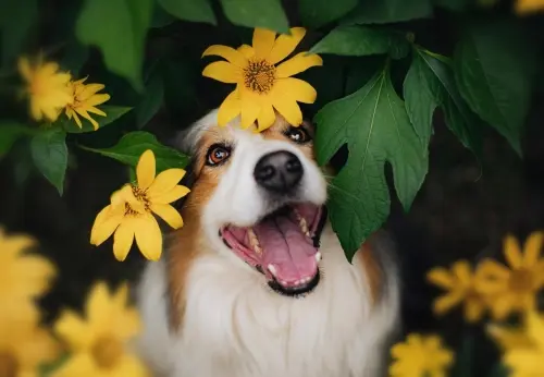 Nossos Cães