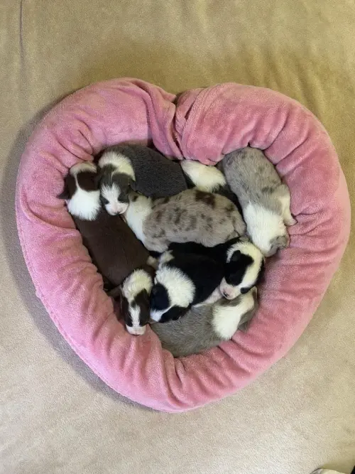 Nossos Cães
