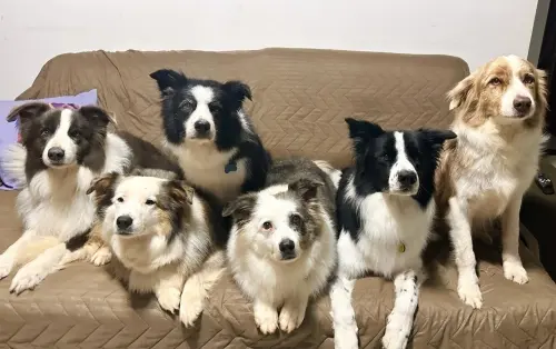 Nossos Cães