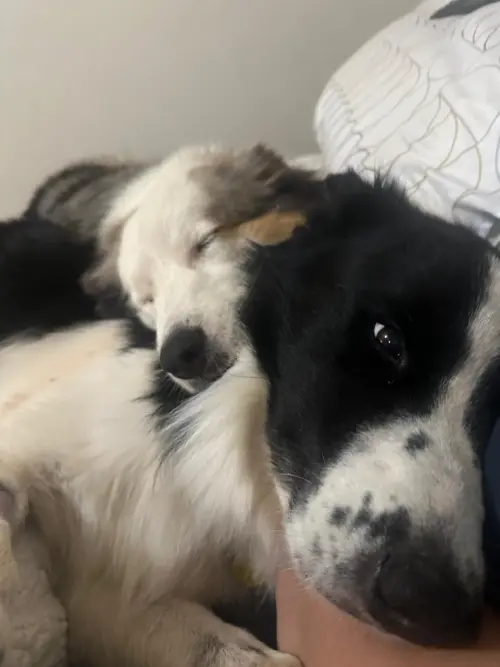 Nossos Cães