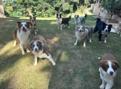 Nossos Cães