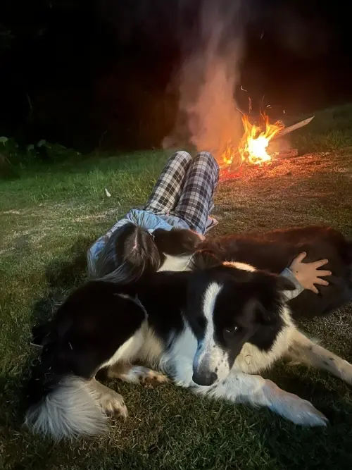 Nossos Cães