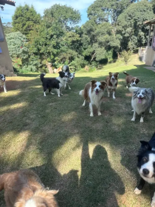 Nossos Cães