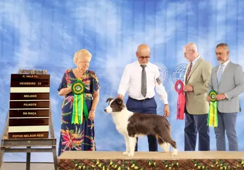 Nossos Cães