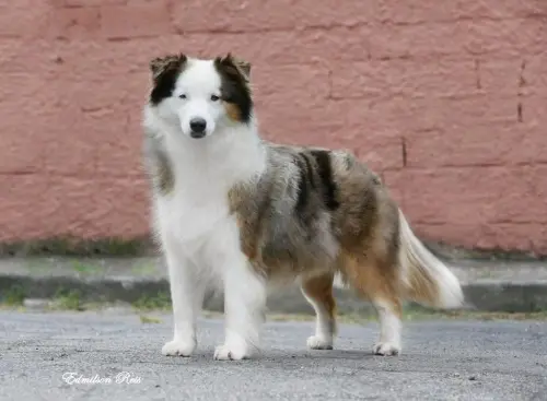 Nossos Cães