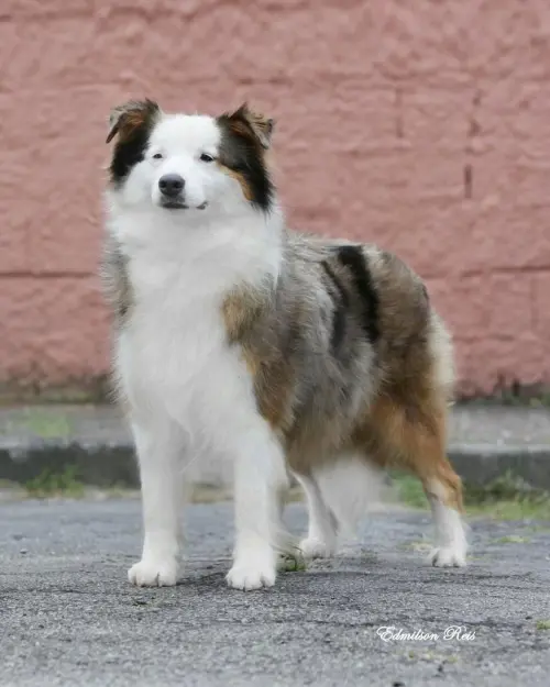 Nossos Cães
