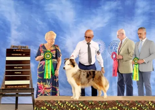 Nossos Cães