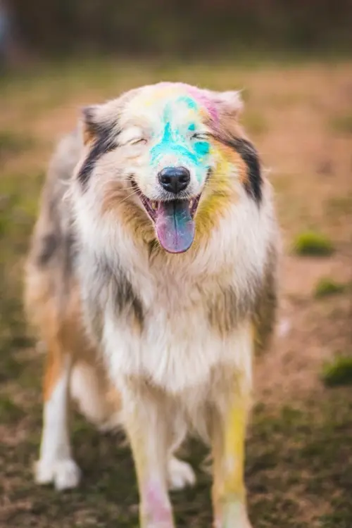 Nossos Cães