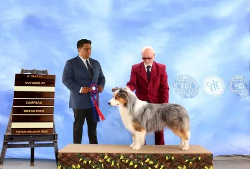 Nossos Cães