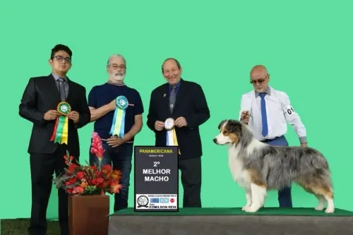 Nossos Cães