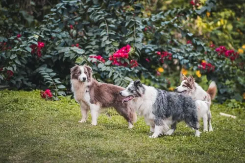 Nossos Cães