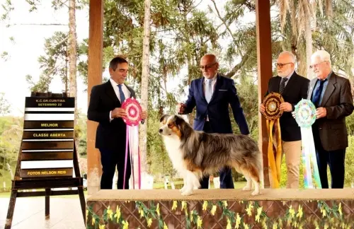 Nossos Cães