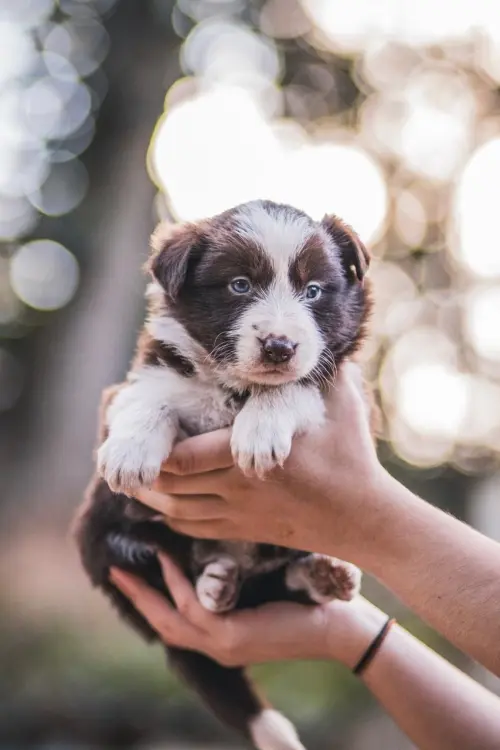 Nossos Cães