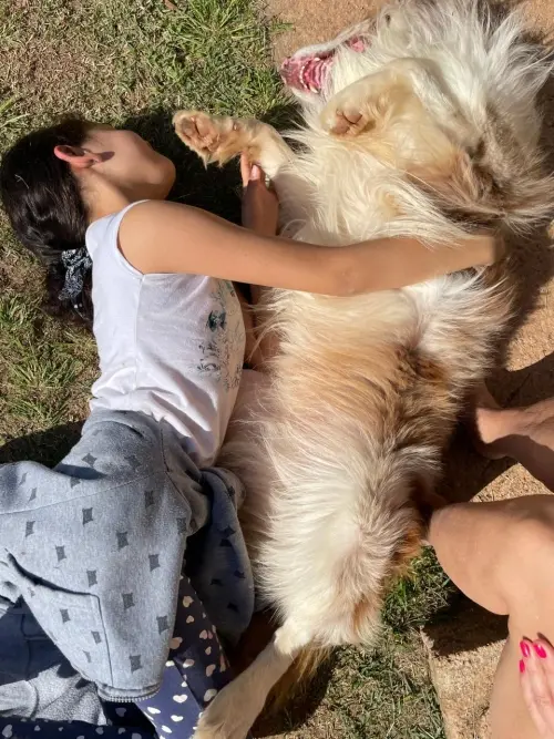 Nossos Cães