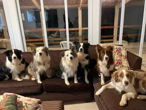 Nossos Cães