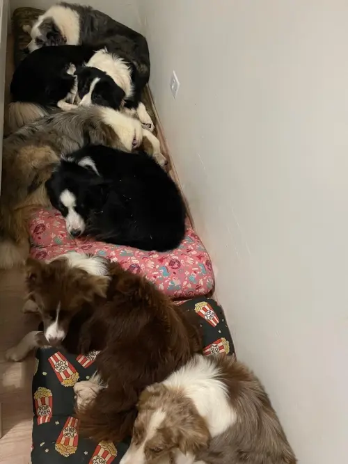 Nossos Cães