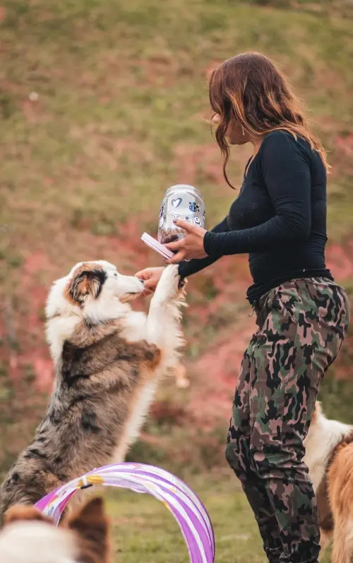 Nossos Cães
