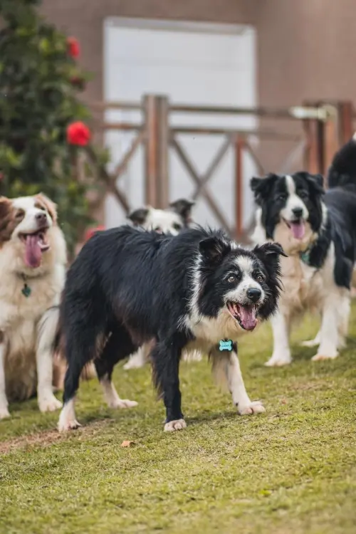 Nossos Cães