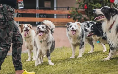 Nossos Cães