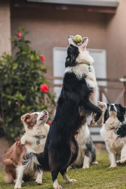 Nossos Cães