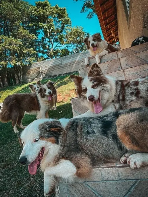 Nossos Cães