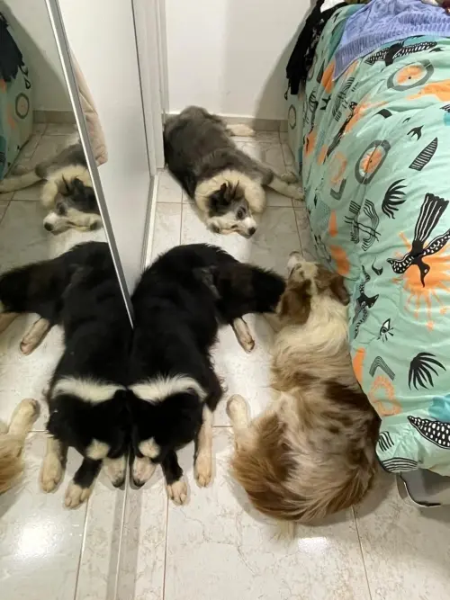 Nossos Cães