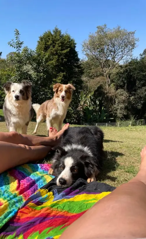 Nossos Cães