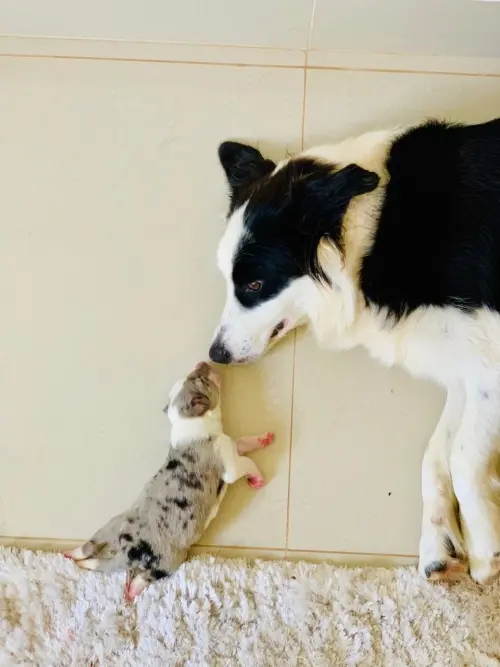 Nossos Cães